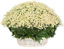 Цветочная композиция из Ромашки в корзине #REPLACE_PRED# Каспийске